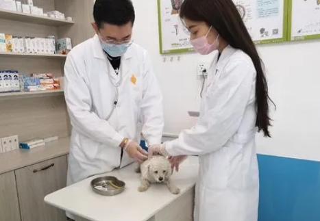 小宠大爱宠物医院在哪里