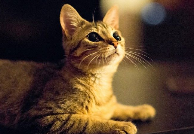 女人梦见猫周公解梦 女人梦见猫周公解梦