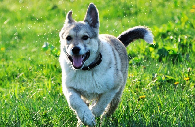 正宗小体莱卡犬图片 正宗小体莱卡犬图片