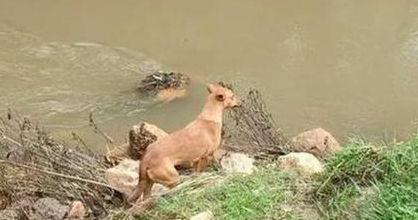 家人被洪水冲走,狗变身搜救犬参加救援,发现主人去世便自责绝食 家人被洪水冲走,狗变身搜救犬参加救援,发现主人去世便自责绝食