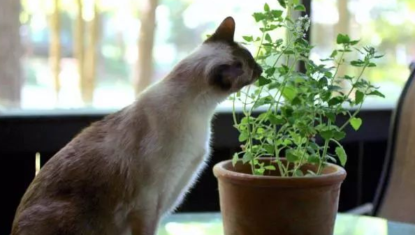 驱赶猫的植物