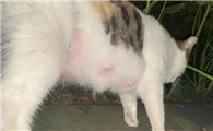 母猫多久就不产奶了