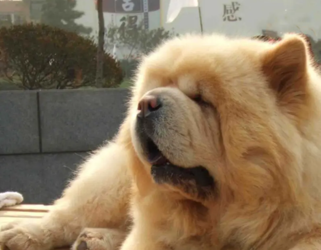 孩子竟给狗狗吃这样的香肠，主人知道后气得要举刀拼命！
