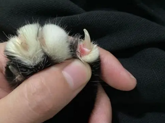 猫指甲沟槽缝有黑色结块 猫指甲沟槽缝有黑色结块