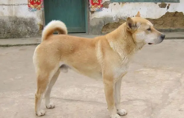 中华四眼犬与黄狗白面那个好