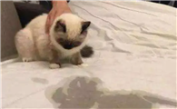 用什么办法防止公猫到处抖尿