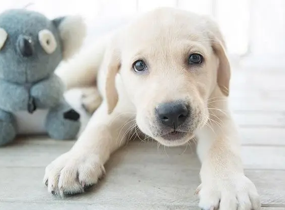 如何挑选拉布拉多幼犬 选择适合自己的