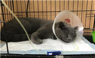 猫支原体怎么回事