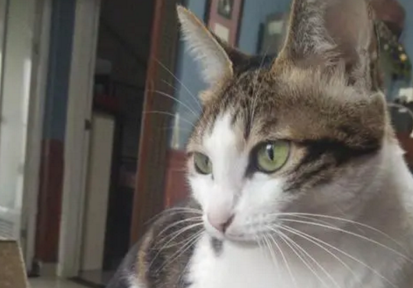 猫重复喵呜是什么意思 猫重复喵呜是什么意思