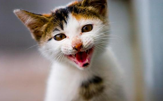猫最怕的声音 猫最怕的声音