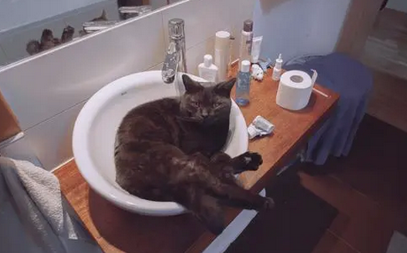 如何去掉出租屋的猫味 如何去掉出租屋的猫味