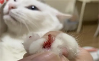 猫指甲剪出血不处理会自愈吗