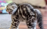 小猫不同的叫声