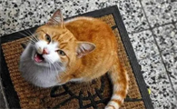 晚上被陌生猫跟着什么预兆