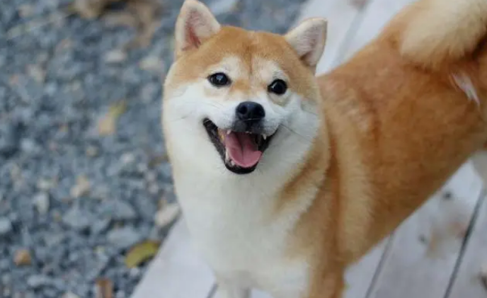 什么叫后院狗 什么叫后院狗