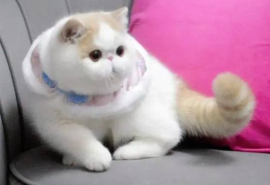 异国短毛猫价格多少钱一只
