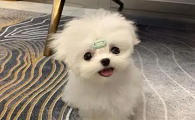 十大最萌的小型犬