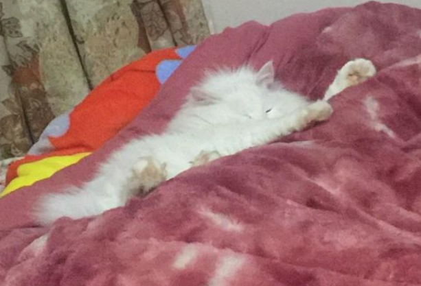 猫咪偷吃东西被主人发现,逃跑时不慎跌入盘子,染了一身的酱油 猫咪偷吃东西被主人发现,逃跑时不慎跌入盘子,染了一身的酱油