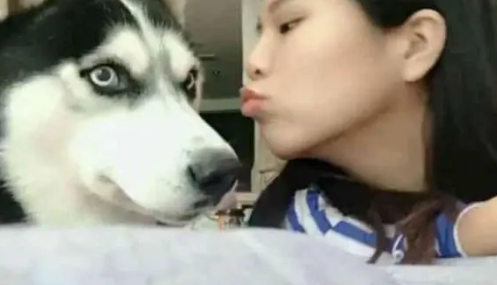 哈士奇刚开始全程高冷,结果被美女亲了一口后,二哈表情让人笑喷 哈士奇刚开始全程高冷,结果被美女亲了一口后,二哈表情让人笑喷