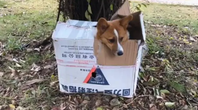 狗子被装纸箱丢弃树下，拆开纸箱发现红包