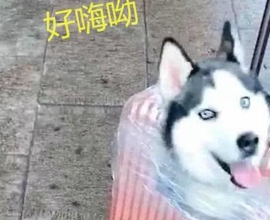 想吃米饭被拒绝,二哈偷偷抬起后腿,拿“水抢”射了一碗! 想吃米饭被拒绝,二哈偷偷抬起后腿,拿“水抢”射了一碗!