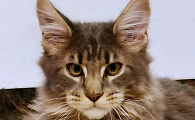 十大名贵猫