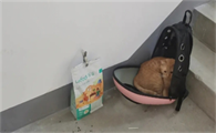 猫在楼道里丢了怎么找