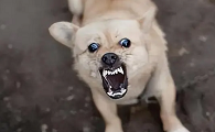 十日观察法害死多少人狂犬病