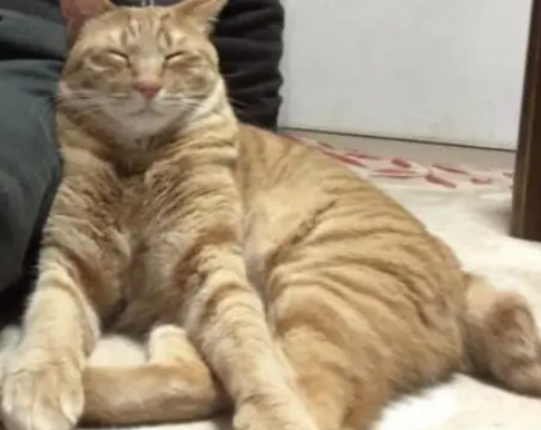 猫咪和爷爷的日常，各种动作神同步，这样的猫咪谁不爱