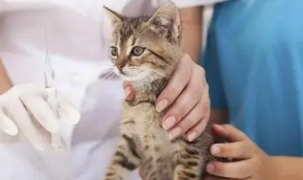 什么样的人对猫过敏