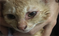 小猫眼睛流脓睁不开用什么药