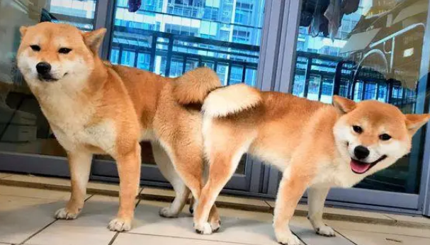 柴犬把“情人”带回了家,现在它们都已经生了小狗 柴犬把“情人”带回了家,现在它们都已经生了小狗