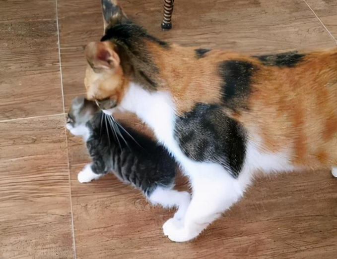 母猫反复叼同一只小猫 母猫反复叼同一只小猫
