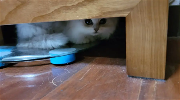 为什么一关灯猫就叫个不停