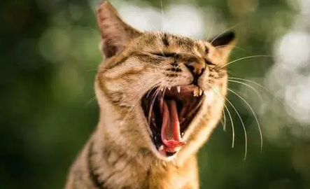 人一走猫就叫得撕心裂肺