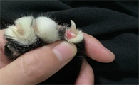 猫指甲沟槽缝有黑色结块
