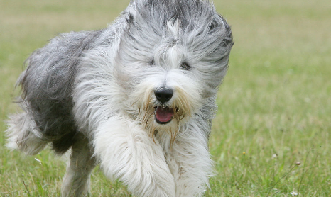 适合家养的犬种?根据自己的喜好来选择 适合家养的犬种?根据自己的喜好来选择