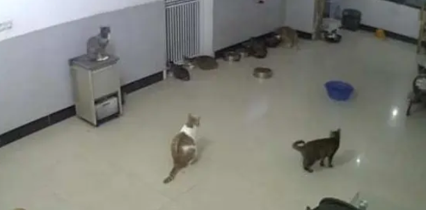 老鼠深夜闯进猫咪收留站,惨遭猫咪围攻 老鼠深夜闯进猫咪收留站,惨遭猫咪围攻