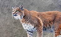 剩会把猫当同类吗