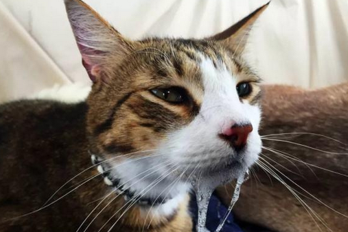 猫嘴里流粘液是什么病