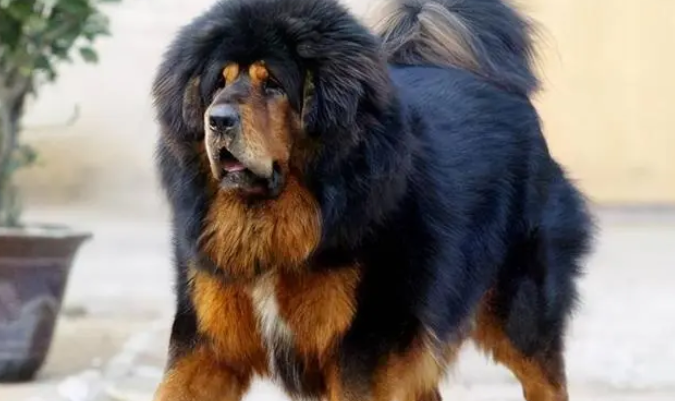 两条猛犬“巡街”咬死土狗 行人逃进公厕躲避 两条猛犬“巡街”咬死土狗 行人逃进公厕躲避