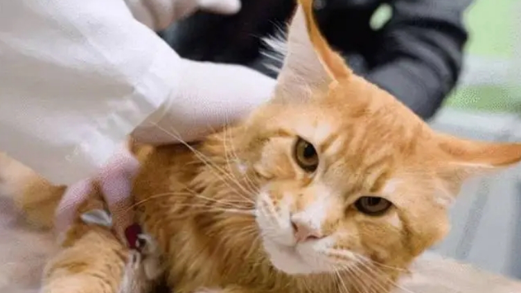 体内驱虫猫咪多久一次