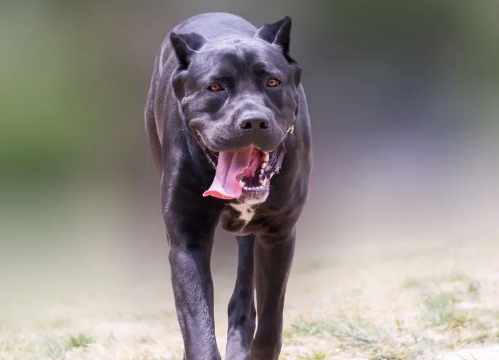 被恶犬攻击时，千万别慌，这几招可以“救你一命”