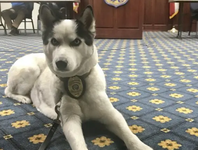 流浪哈士奇上岗做警犬,警察:我们就是看中它傻 流浪哈士奇上岗做警犬,警察:我们就是看中它傻
