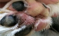 狗趾间炎脓包怎么去除