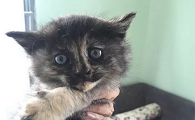 免费领养小猫的平台