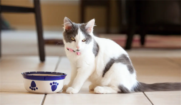 海之格猫咪骗水指南