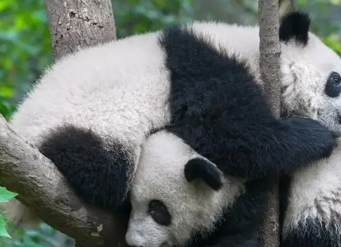 小熊猫太调皮,妈妈一巴掌呼上去,饲养员:你这是要谋害国宝? 小熊猫太调皮,妈妈一巴掌呼上去,饲养员:你这是要谋害国宝?