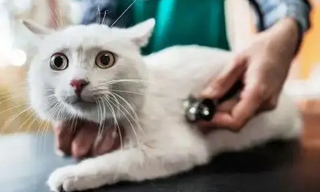 猫中毒自救的土方法 猫中毒自救的土方法