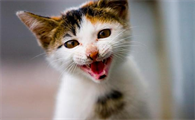 猫最怕的声音